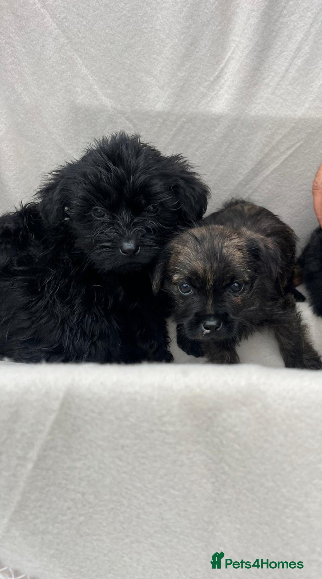 Yorkiepoo dogs for sale: Yorkiepoo puppies  - Image 6