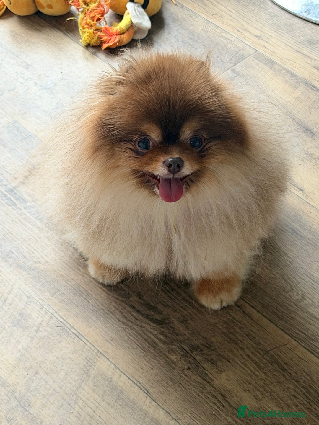 Pomeranian dogs for stud: Top quality proven Pomeranian stud  - Advert 3