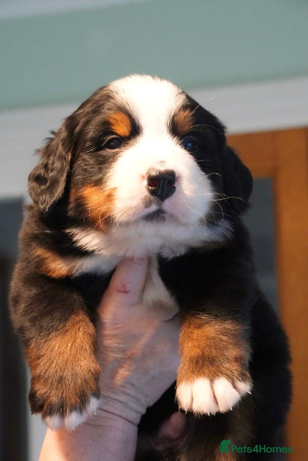 Bernese Mountain Dog dogs for sale: Quality Bernese Mountain Dog Puppies  - Advert 7