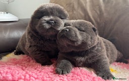 Chow Chow dogs for sale: Wyvernwests puppies have arrived  🐶  - Image 12