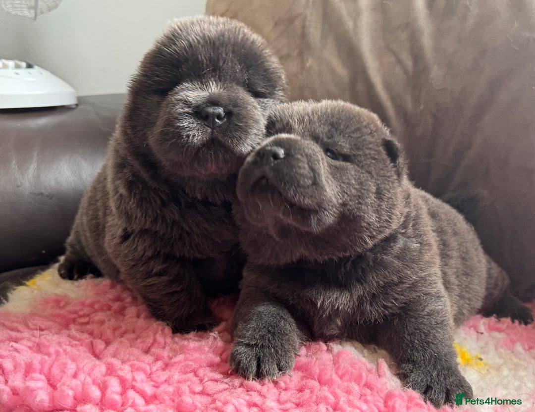 Chow Chow dogs for sale: Wyvernwests puppies have arrived  🐶  - Image 12