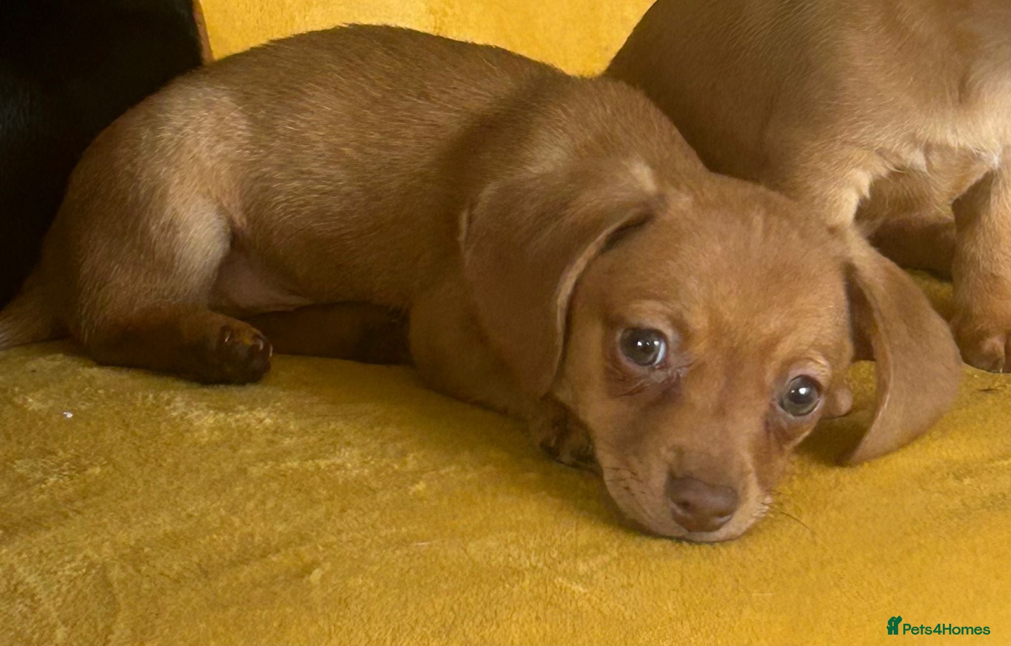 Chiweenie dogs Beautiful Chiweenie F1 Pedigree Registered Puppies - Advert 1