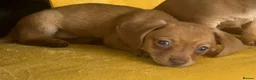 Chiweenie dogs for sale: Beautiful Chiweenie F1 Pedigree Registered Puppies in Southampton - Advert 6
