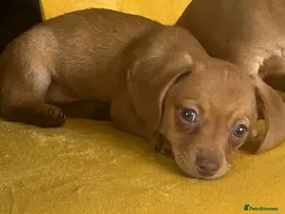 Chiweenie dogs Beautiful Chiweenie F1 Pedigree Registered Puppies - Advert 6