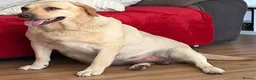 Labrador Retriever dogs for sale: 5 beautiful male labradors in Caerphilly - Advert 7