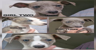 Whippet dogs - Advert 12