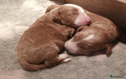 Mixed Breed dogs for sale: Australian doubledoodle puppies - Image 1