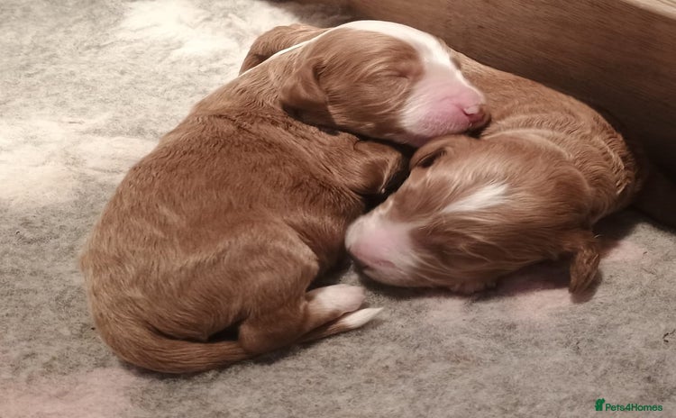 Mixed Breed dogs - Advert 1