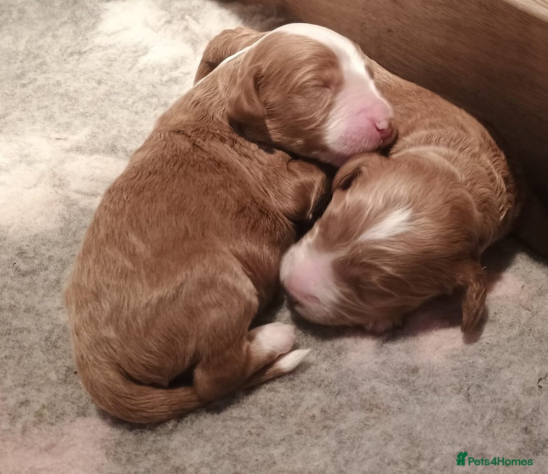 Mixed Breed dogs for sale: Australian doubledoodle puppies - Image 1