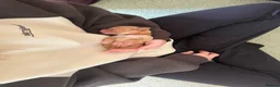 Cocker Spaniel dogs for sale: Beautiful Show Cocker Spaniel Pups  - Advert 5