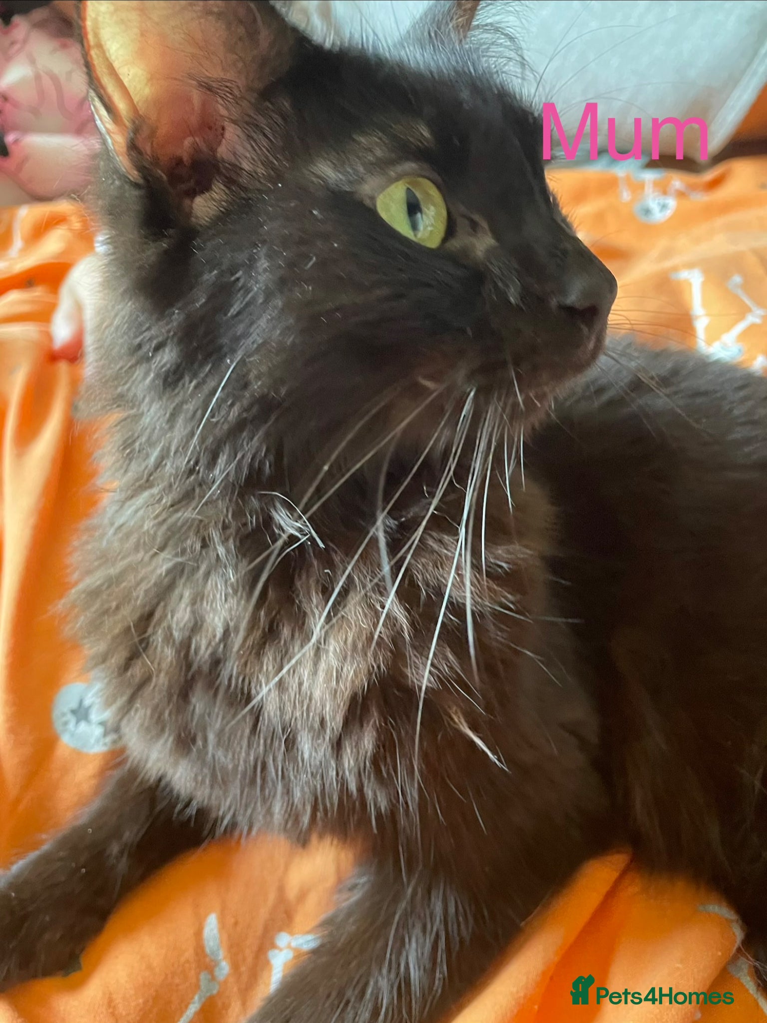 Maine Coon cats Maincoon/ forest cat  - Advert 6