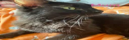 Maine Coon cats for sale: Maincoon/ forest cat  - Advert 1