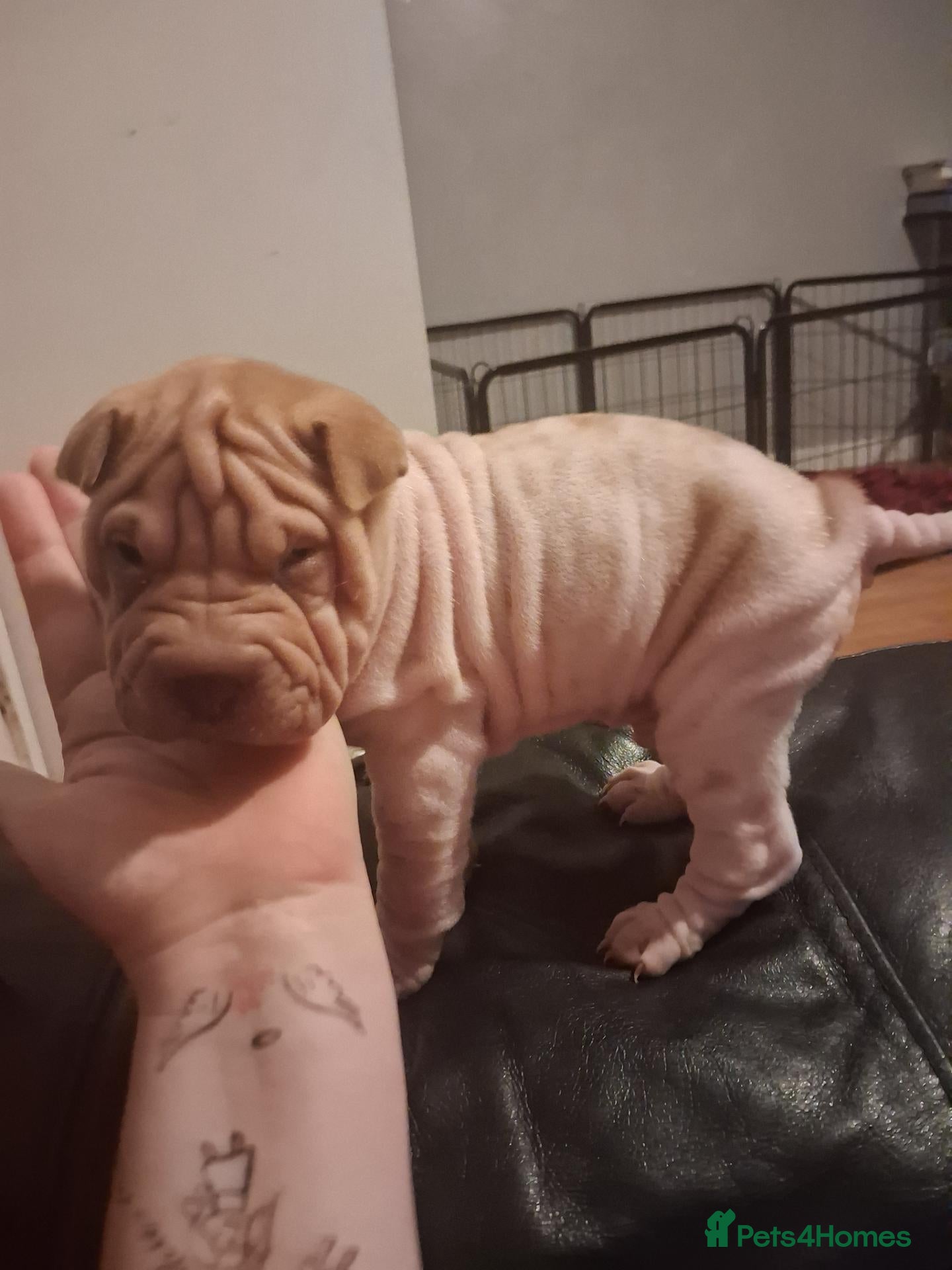 Shar Pei dogs Beautiful puppies ( shar pei) - Advert 11