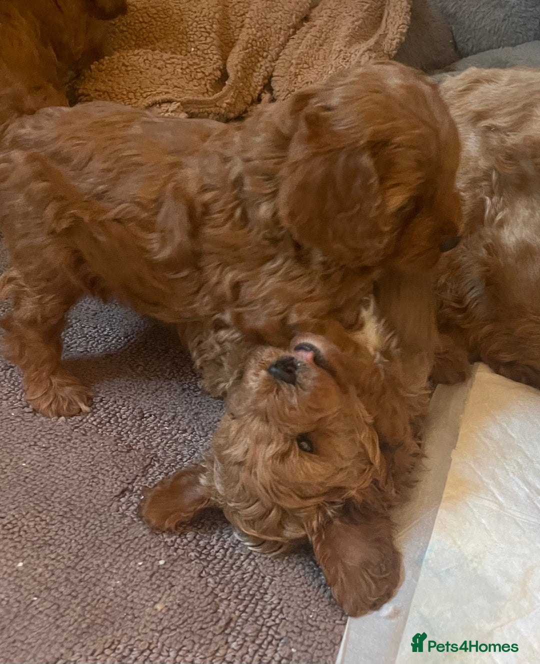 Cavapoo dogs for sale: F1b Cavapoooo  - Advert 14