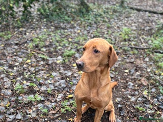 Labrador Retriever dogs for sale: Fox Red Labrador female 2 years old - Advert 1