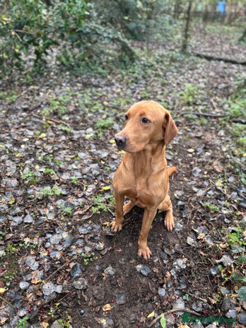 Labrador Retriever dogs Fox Red Labrador female 2 years old - Advert 5