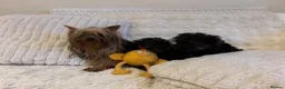 Yorkshire Terrier dogs for sale: Toy Yorkshire terrier puppies  - Advert 8