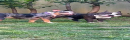 American Bully dogs for sale: Beautiful Pocket Bullies ABKC Registered  - Advert 6