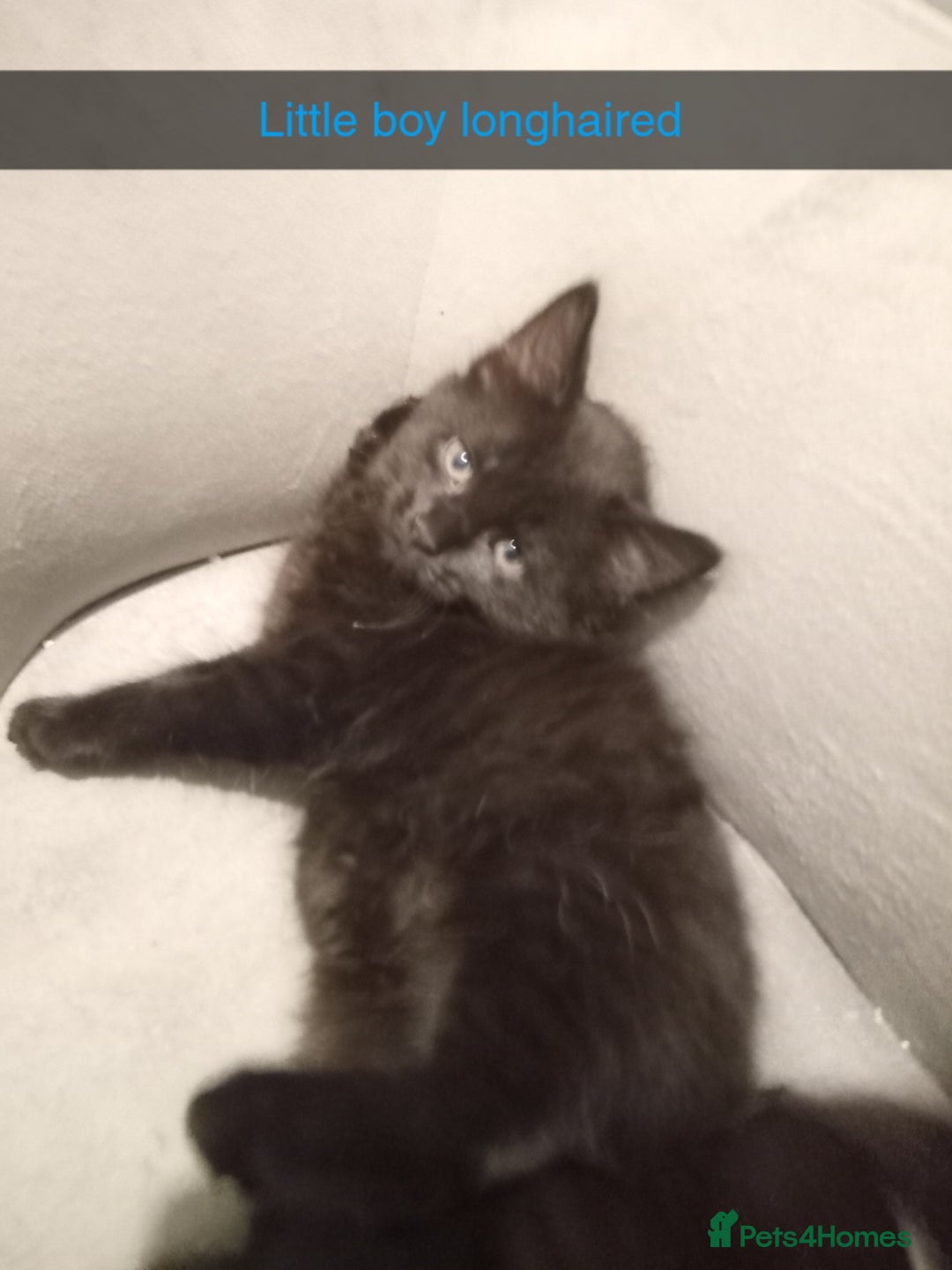 Mixed Breed cats for sale: 10 week old kittens - Image 5