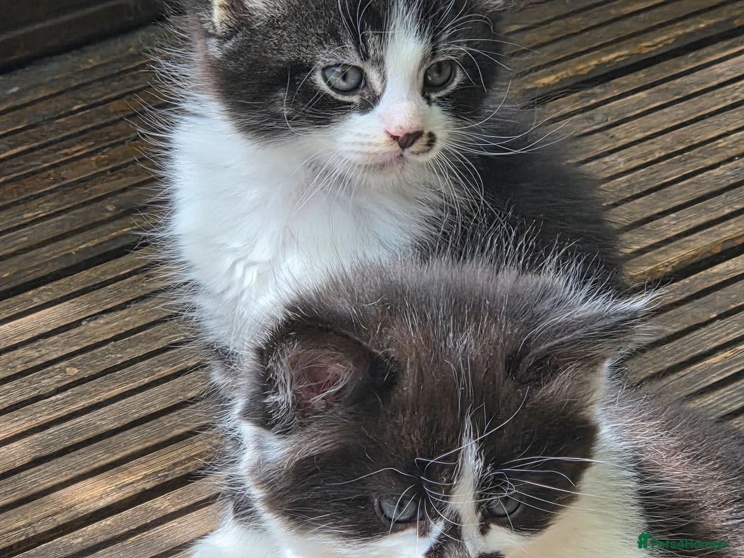 Mixed Breed cats for sale: Cute kittens for sale  - Advert 23