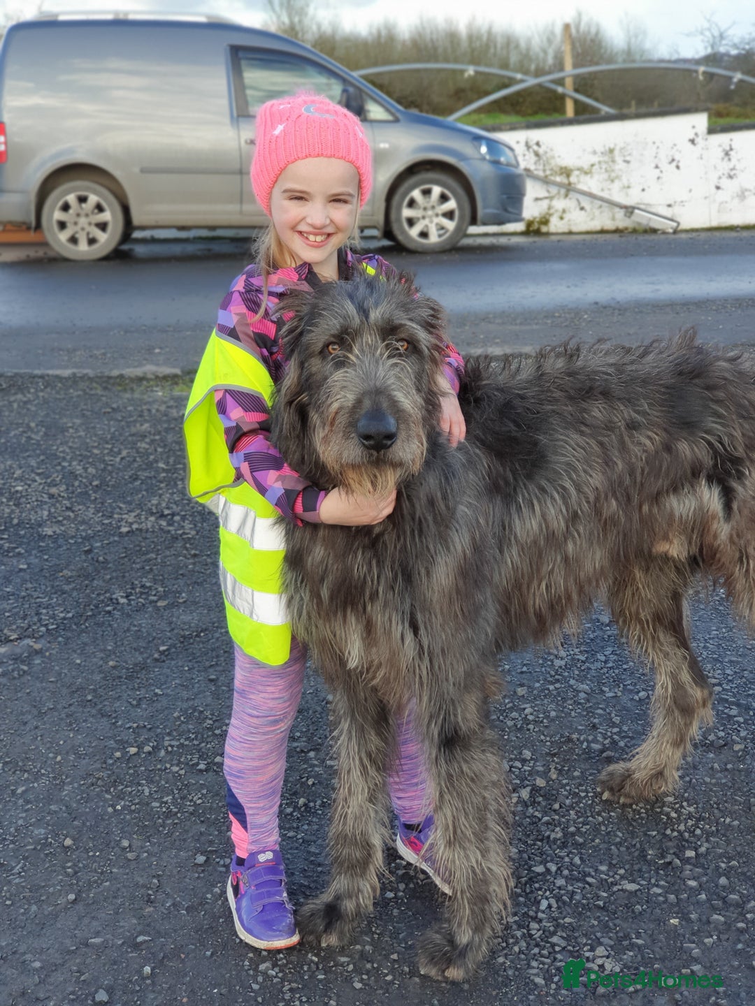 Irish Wolfhound dogs for sale: Irish wolfhound puppies - Image 14