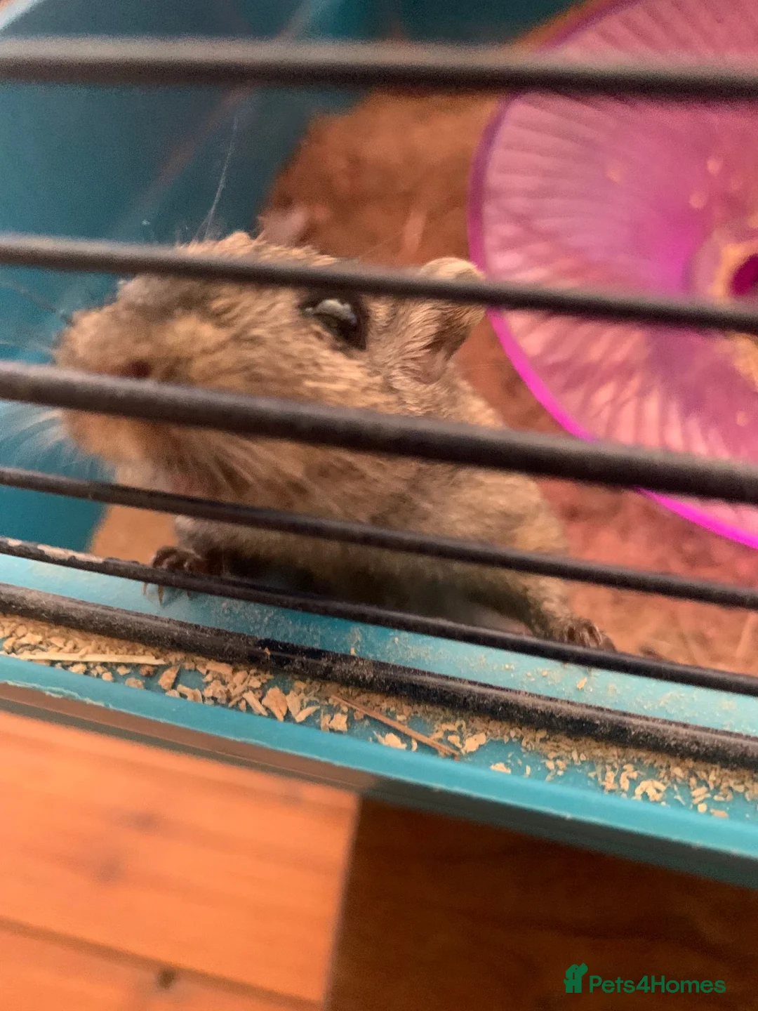 Gerbil rodents for sale: Gerbil in Lewes - Advert 2