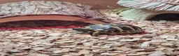 Hermann Tortoise reptiles for sale: Herman Tortoise  - Advert 2