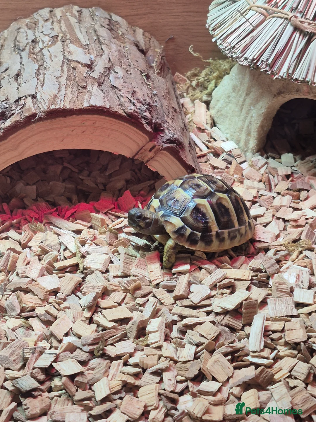 Hermann Tortoise reptiles for sale: Herman Tortoise  - Advert 2