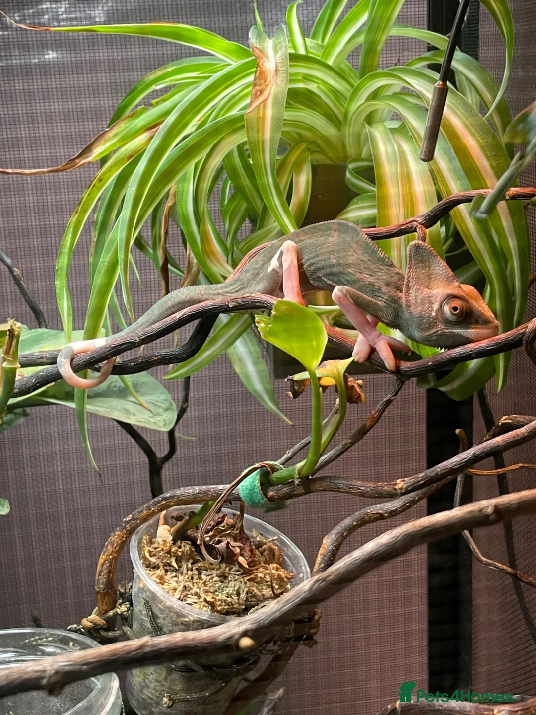 Chameleon reptiles for sale: Pied Yemen Chameleon - Advert 2