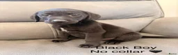 Labrador Retriever dogs for sale: Labrador Puppies For Sale - Advert 15