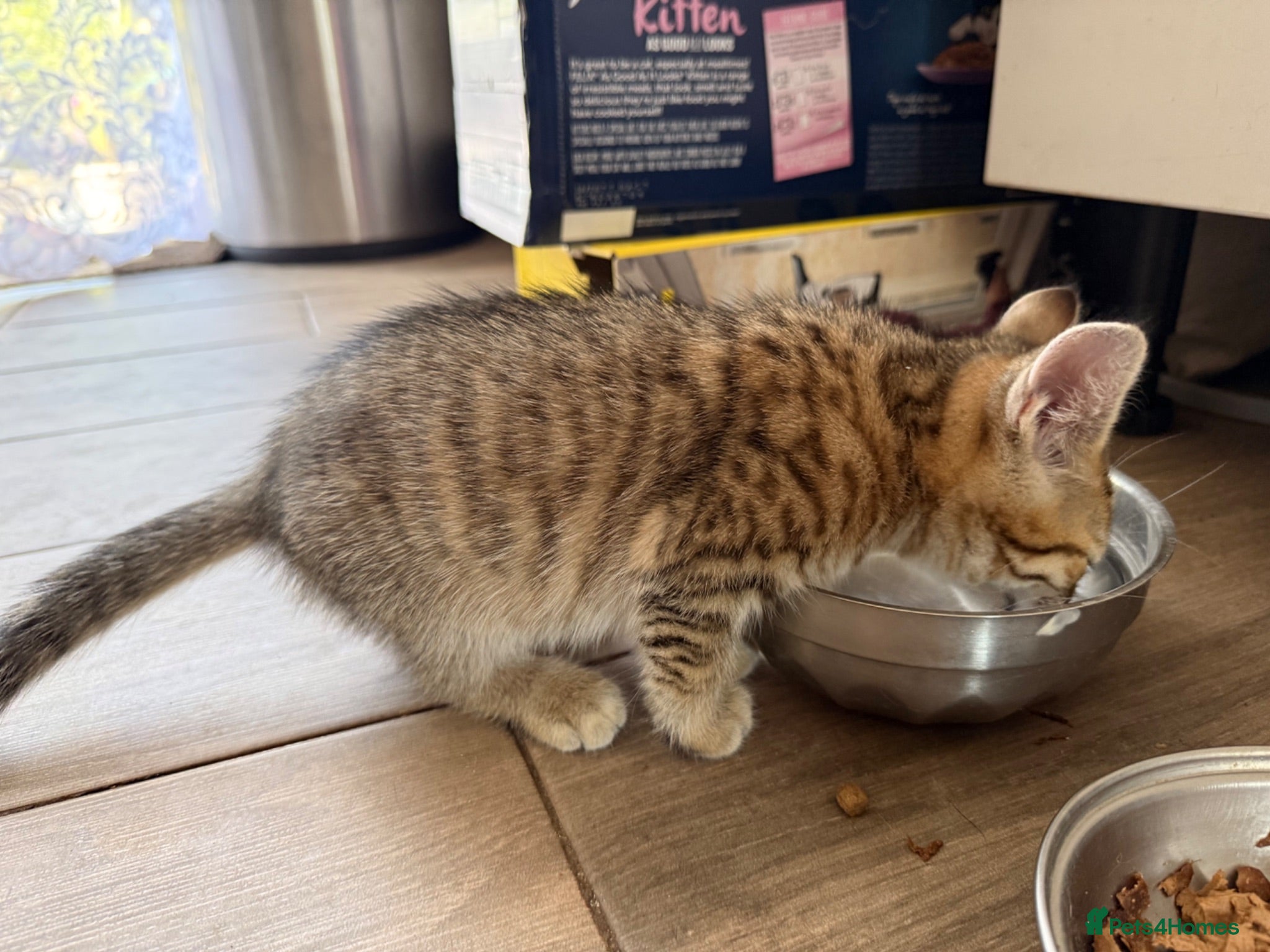 Mixed Breed cats Kitten for sale - Advert 1