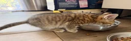 Mixed Breed cats for sale: Kitten for sale - Advert 1