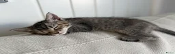 Mixed Breed cats for sale:  Gorgeous Ragdoll-Mix Kittens – 9 Weeks Old - Advert 2
