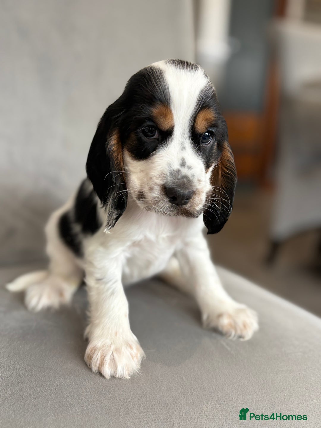 Cocker Spaniel dogs for sale: Health tested cocker spaniel pups  - Image 11