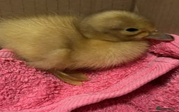 Ducks poultry for sale: Unsexed Welsh Harlequin Ducklings - Image 2