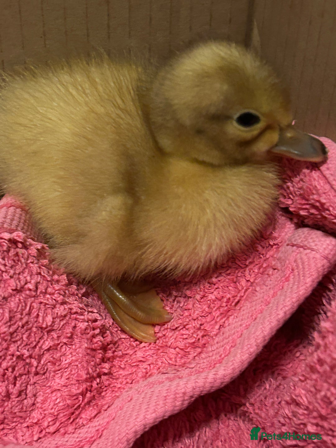 Ducks poultry for sale: Unsexed Welsh Harlequin Ducklings - Image 2
