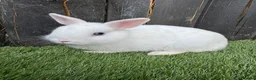 Netherland Dwarf rabbits for sale: Gorgeous Netherland Dwarf  - Advert 4
