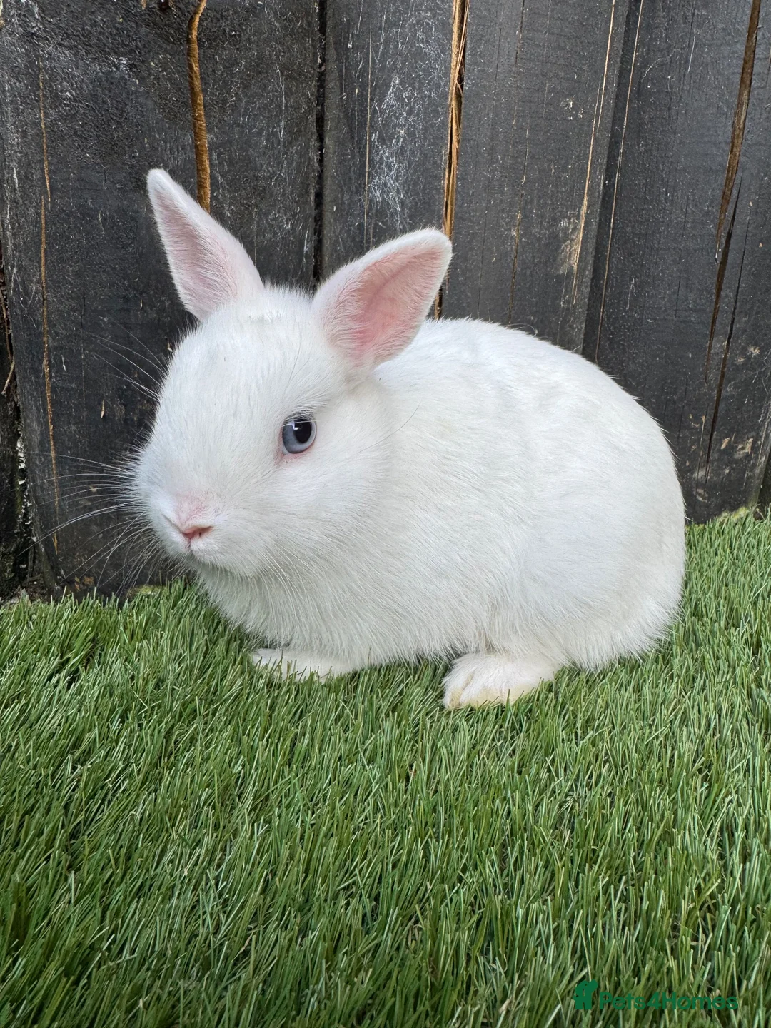 Netherland Dwarf rabbits for sale: Gorgeous Netherland Dwarf  - Advert 4