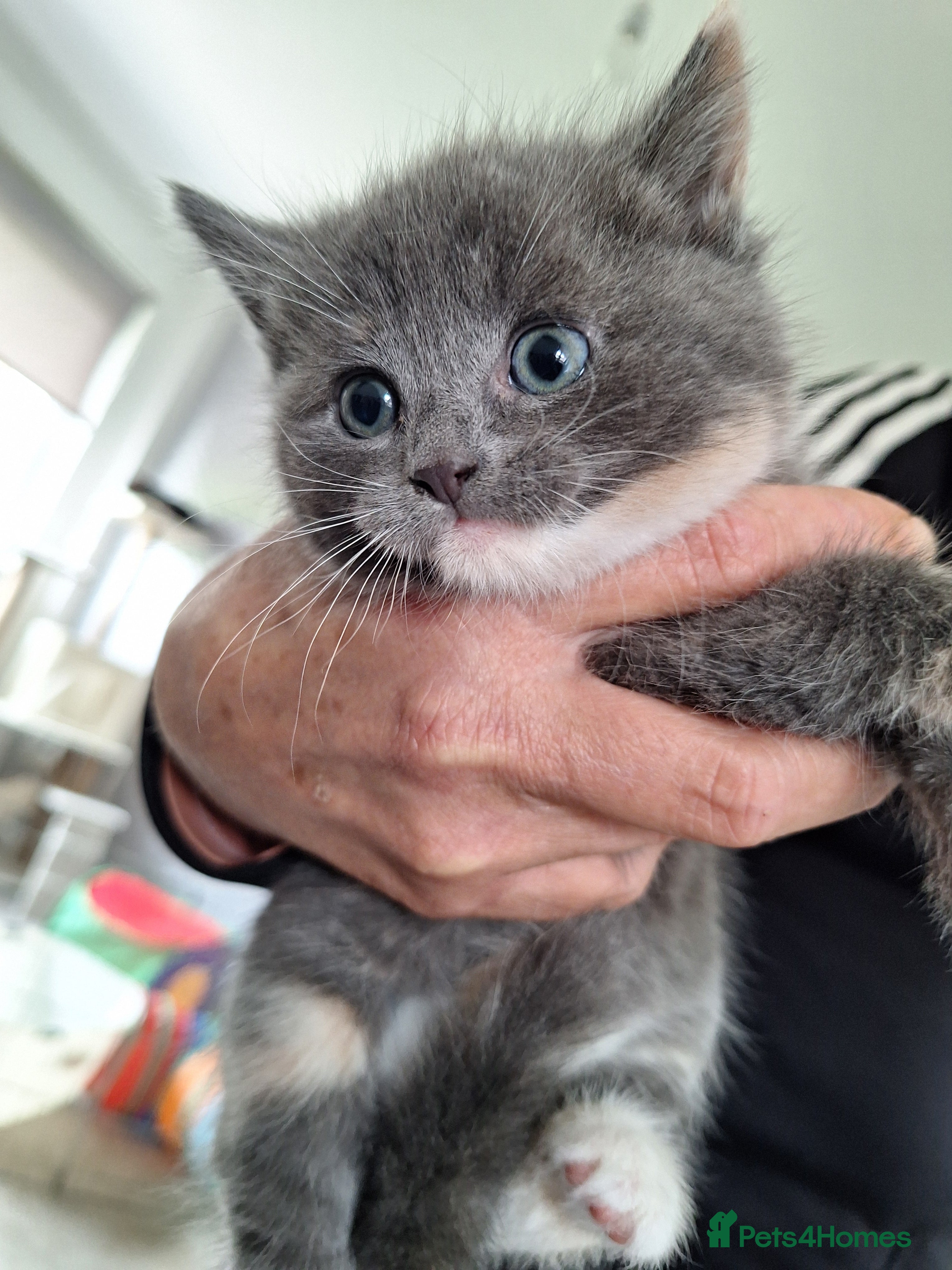 Mixed Breed cats 2.lwft make in cover ohto and grey stripped female - Advert 12