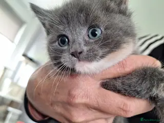 Mixed Breed cats 2.lwft make in cover ohto and grey stripped female - Advert 12