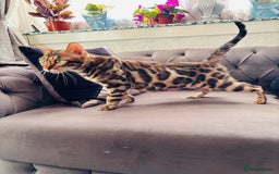 Bengal cats for sale: 🐾Gorgeous Pure Bengals Ready Now🐾 - Image 3