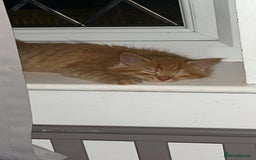 British Longhair cats for sale: Stunning fluffy ginger boy  - Image 3