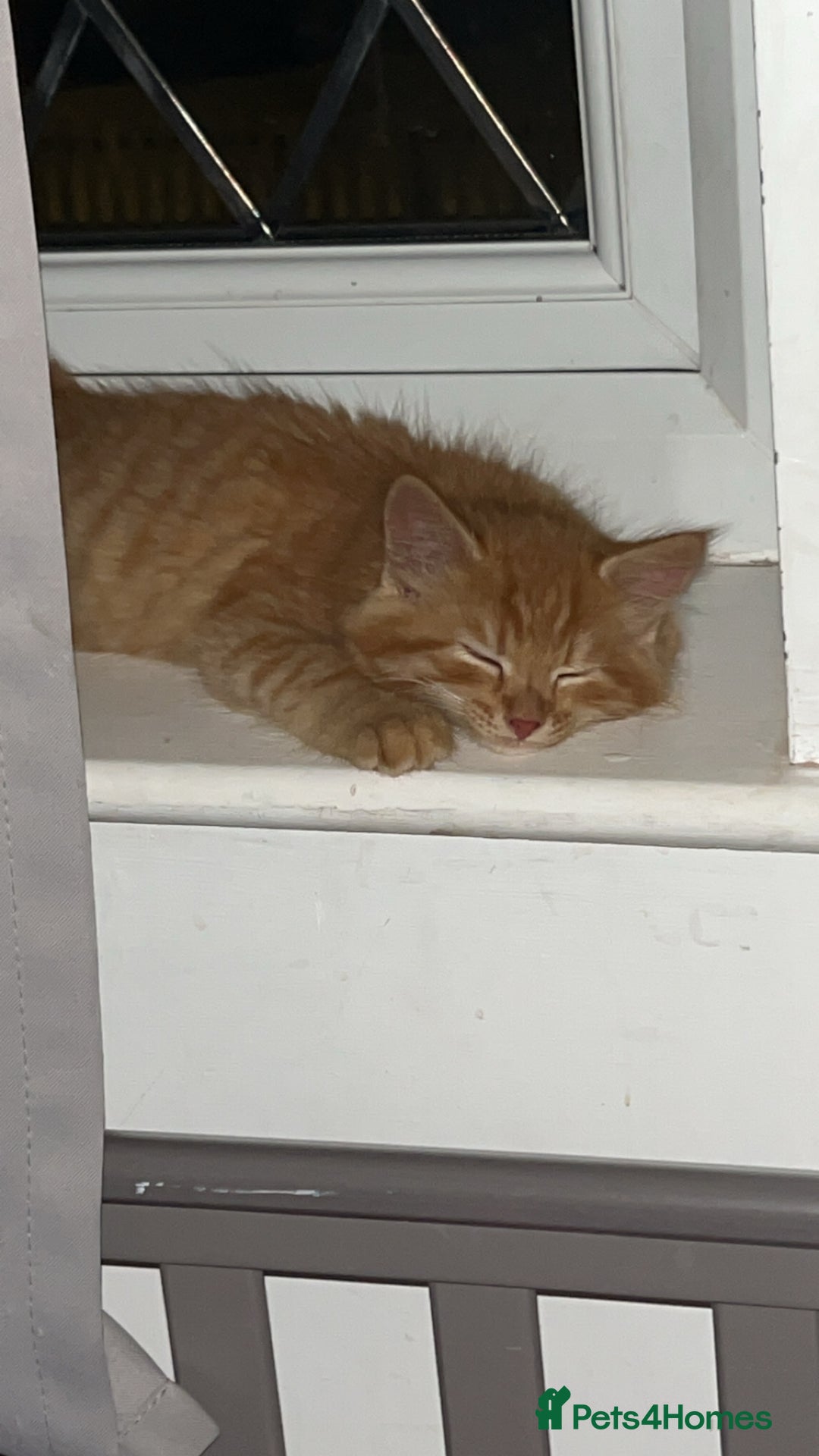 British Longhair cats for sale: Stunning fluffy ginger boy  - Image 3
