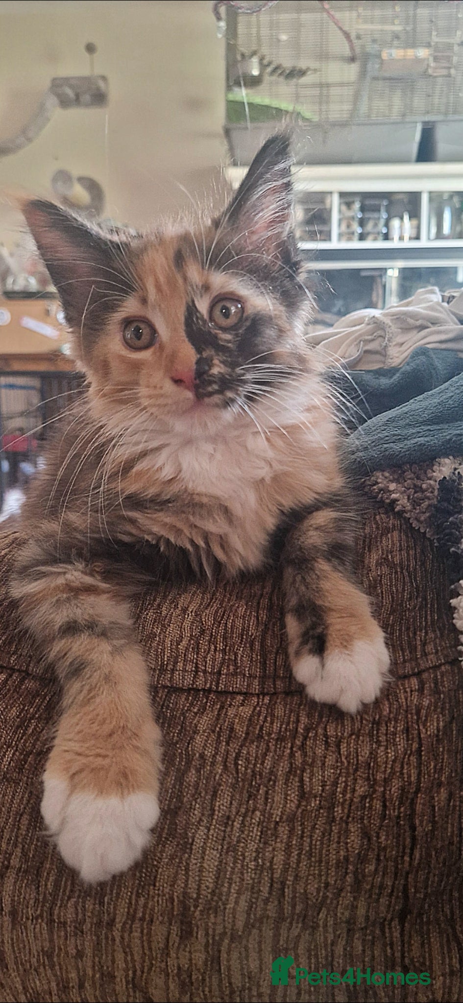 Maine Coon cats Stunning TICA registered Maine Coons - Advert 1