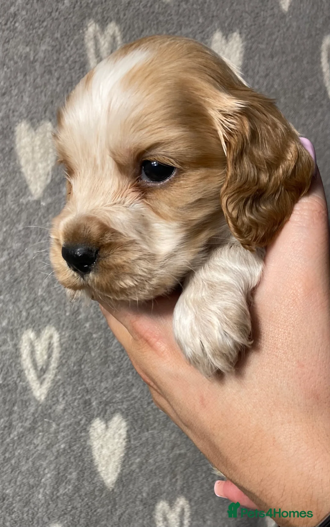 Cocker Spaniel dogs for sale: Show type cocker spaniels  - Advert 27