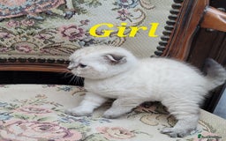 Scottish Fold cats for sale: Scottish fold kittens with blue eyes  - Image 14