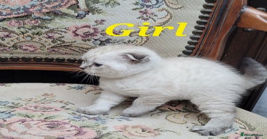 Scottish Fold cats - Advert 1