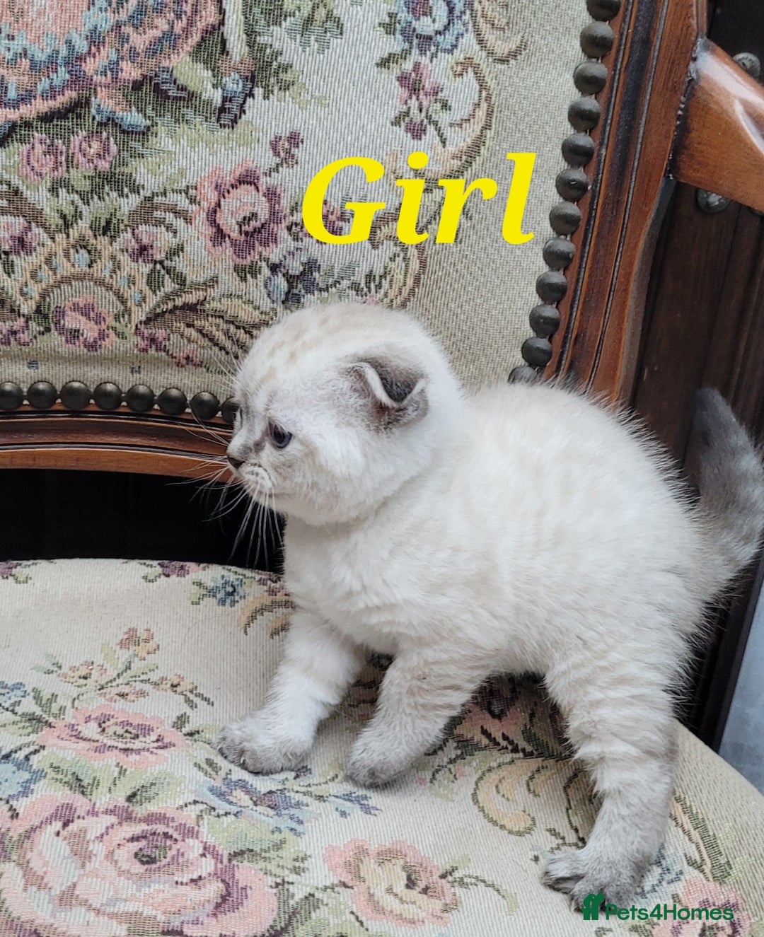 Scottish Fold cats for sale: Scottish fold kittens with blue eyes  - Image 14