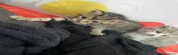 Mixed Breed cats for sale: 5x kittens for sale  in Hull - Advert 4