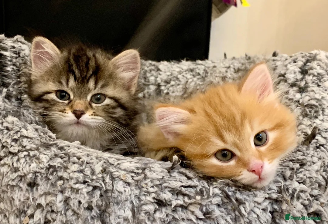 Siberian cats for sale: Siberian Kittens  - Advert 9